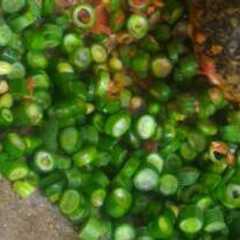 Karedok KacPang aLias Kacang Panjang Seuhaaahh 😨😋 রেসিপির প্রধান ছবি