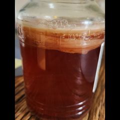 A picture of Kombucha Scoby.