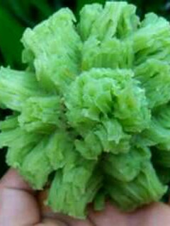 Foto resep Kue Bikang Pandan