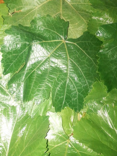 عکسی از دستور نگهداری برگ مو