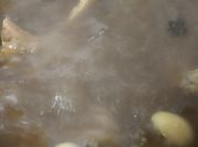 Gambar tulang daging