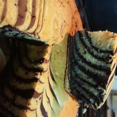 A picture of Zebra cake.