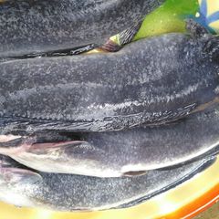 A picture of How to wash your catfish with pot ash.