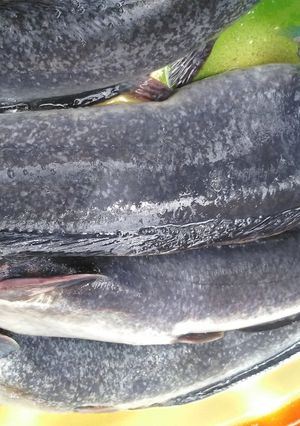 A picture of How to wash your catfish with pot ash.