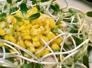 Hình của món Salad rau mầm hướng dương.