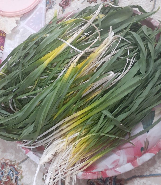 عکسی از دستور کَلانه پیچک