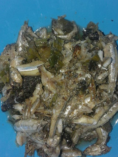 Foto resep Oseng teri basah