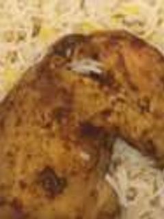 صورة لوصفة طريقة عمل مطبق الدجاج