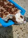 Postre Malvavisco
