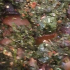 A picture of Spinach veg soup.