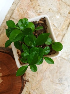 عکسی از دستور سبزه نارنج