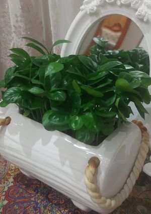 عکسی از دستور سبزه عید هسته نارنج