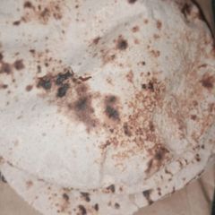 A picture of Soft wheat roti.