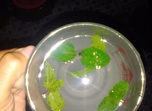 Foto resep Jeruk nipis mint fresh