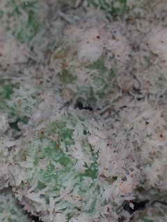 Foto resep 8. Klepon Gula Jawa