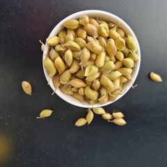 A picture of Roasted Green chana popta.