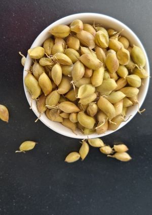 A picture of Roasted Green chana popta.