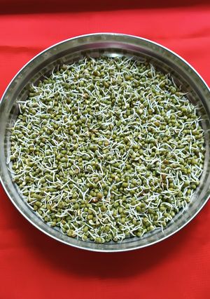 A picture of Sprouted moong.