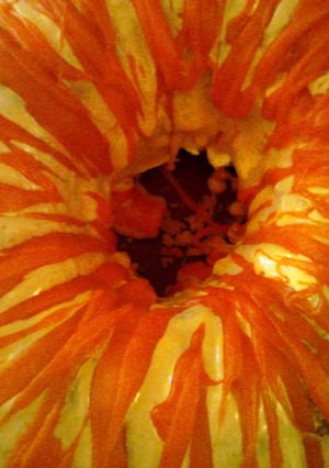 A picture of Pumpkin Chiffon.