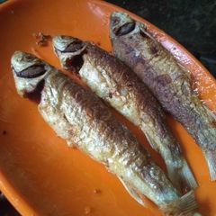 A picture of Bata fish fry.