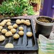 Chipacitos sin TACC. Receta clásica + especial textura crocante