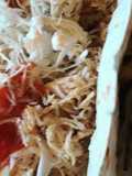 Slow Cooker Chicken Carnitas