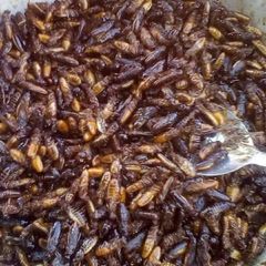 A picture of Termites/ Kumbekumbe.