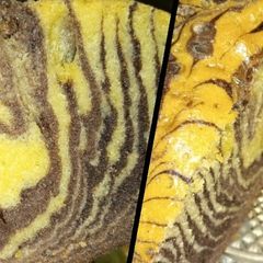 Zebra Cake Recipe A picture of Zebra Cake Recipe.