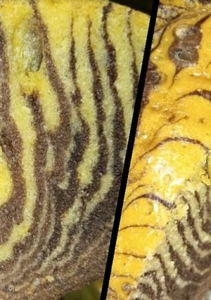 A picture of Zebra Cake Recipe.
