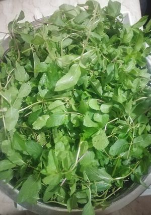 عکسی از دستور شربت نعنا و تخم شربتی