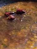 Fry Chana Daal (Dhaba Style)