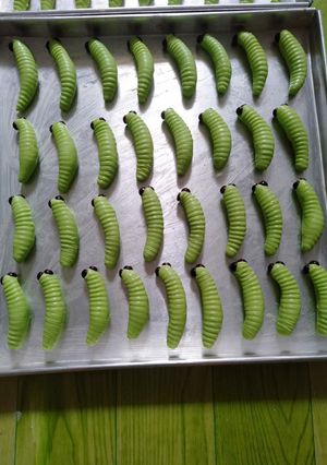 Foto resep Kue Semprit susu ulat