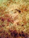 salmon casserole