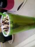 Iced vanilla latte