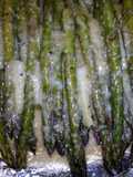 Parmesan Asparagus and Green Onion