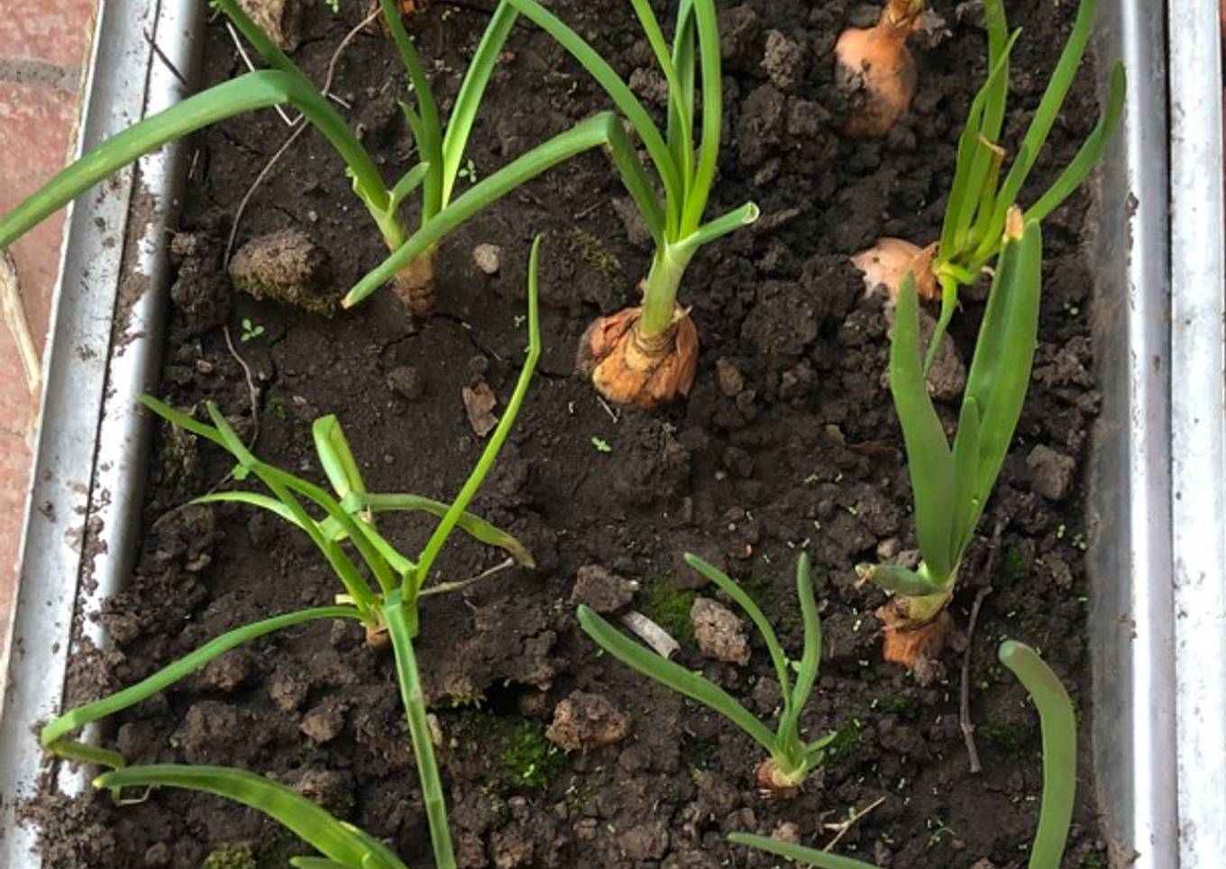 Mini-quintita!!🥕🍅🥑🧅