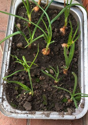 Una foto de Mini-quintita!!🥕🍅🥑🧅