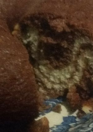 Una foto de Torta marmolada de chocolate y vainilla. ♡✨