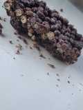 Barritas de quinoa pop y arándanos 🫐🍫 ♡