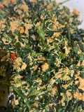Urap Daun Kenikir dan Daun Beluntas
