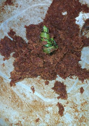 Foto resep 104. Unti kelapa serbaguna
