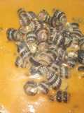 Gulai siput