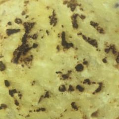 Makki roti A picture of Makki roti.