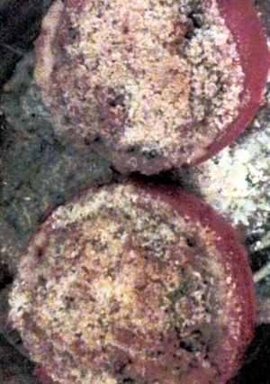 A picture of Stuffed Tomatoes.