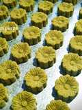 Moringa Gluten Free Cookies (Kukis Daun Kelor)