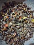 Tumis Tude (Kerang)