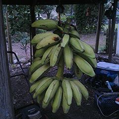 A picture of Banana ripening.