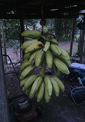A picture of Banana ripening.