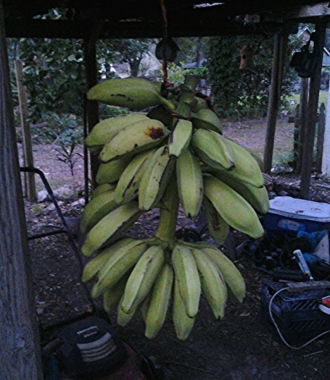 A picture of Banana ripening.
