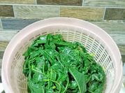 Gambar kenikir daun singkong
